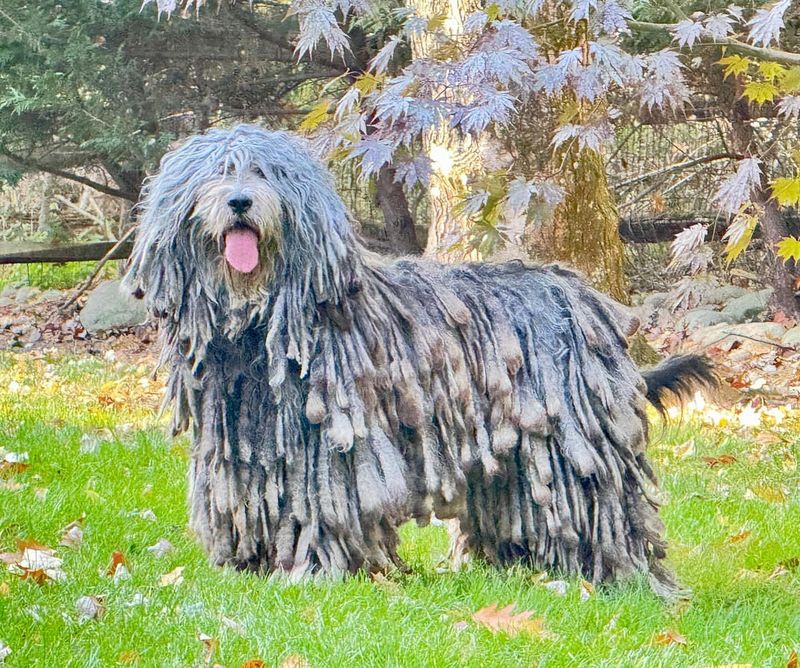 Bergamasco