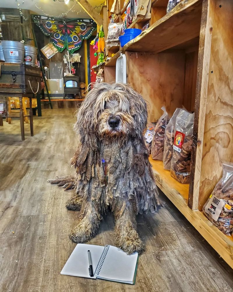 Bergamasco Sheepdog