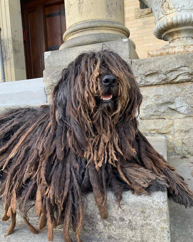 Bergamasco Sheepdog