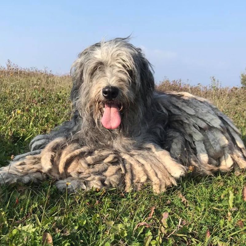 Bergamasco Shepherd