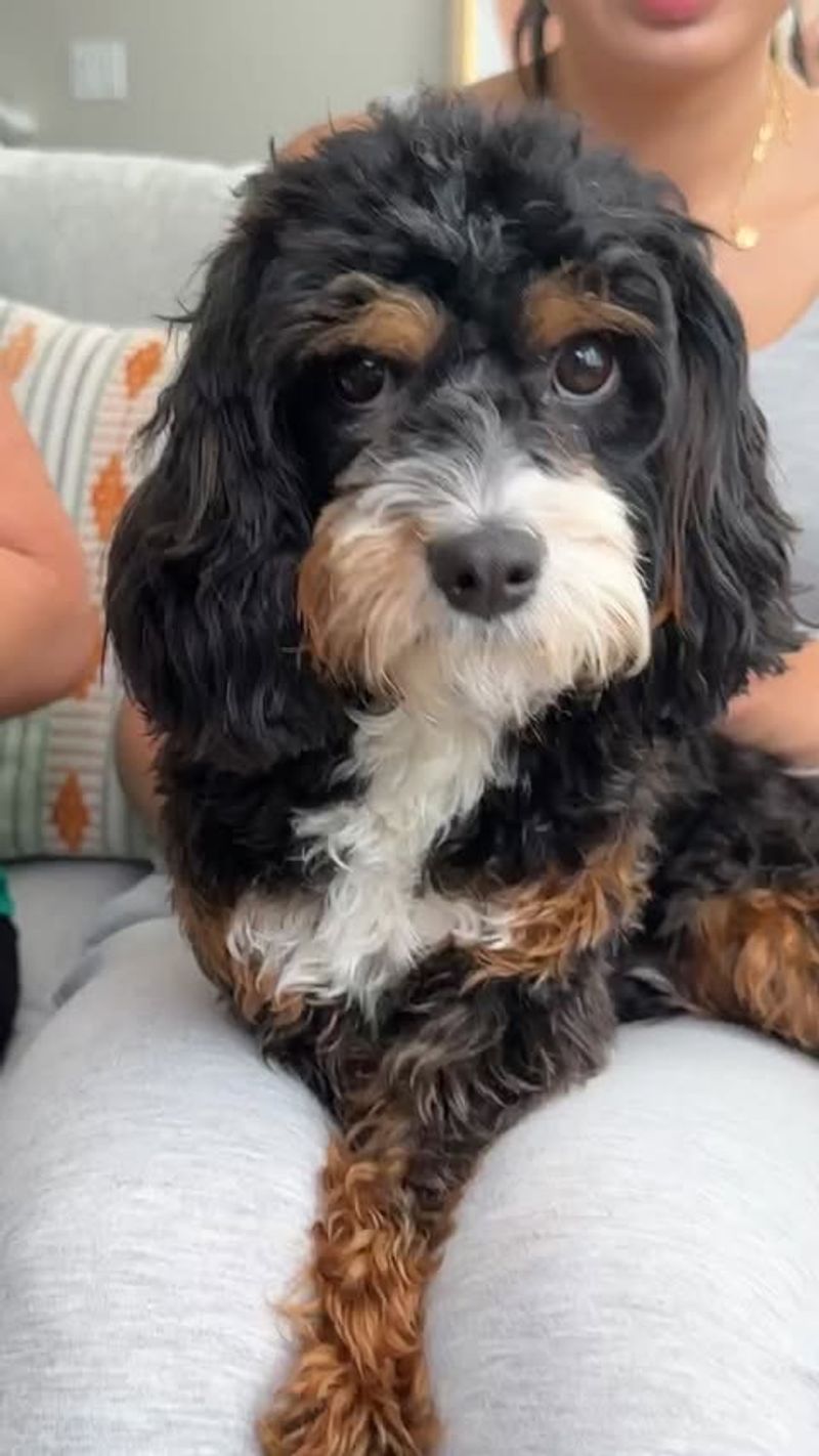 Bernedoodle