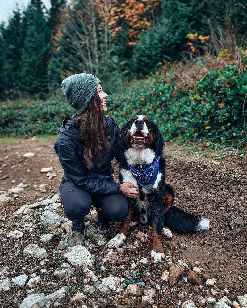 Bernese Mountain Dog