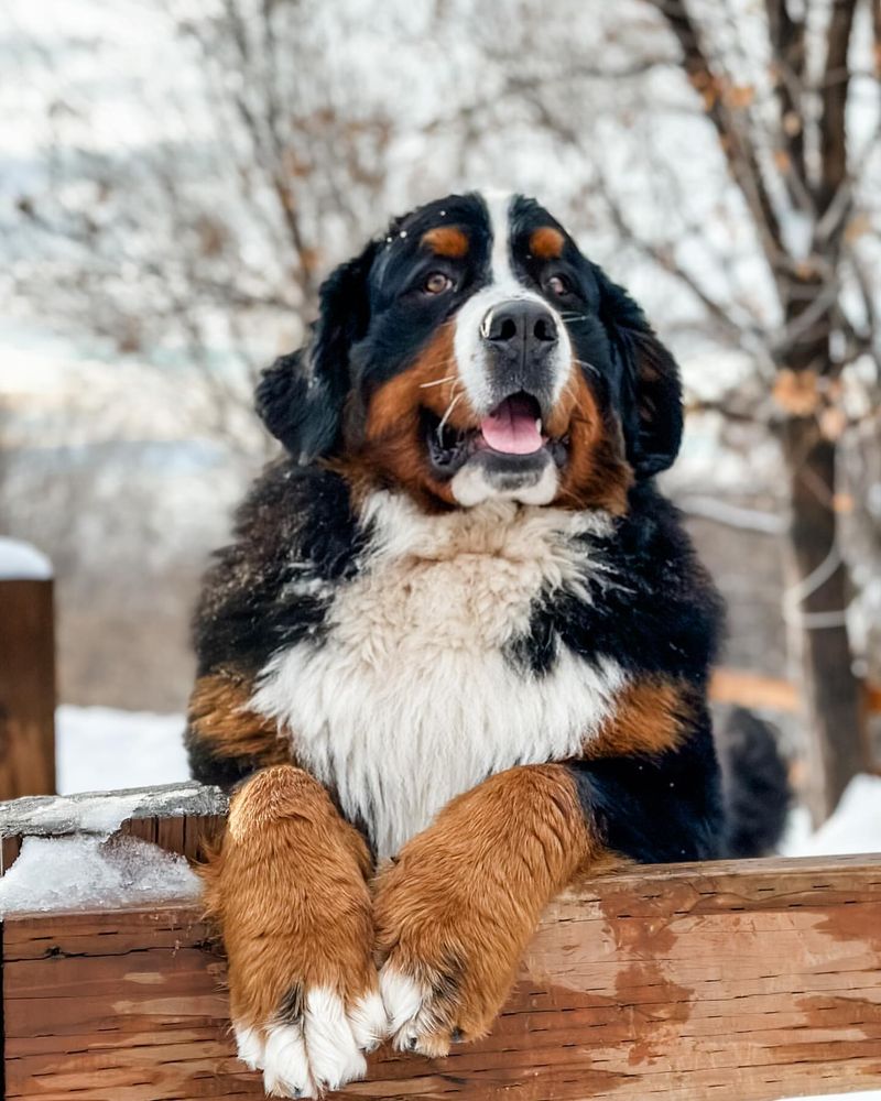 Bernese Mountain Dog