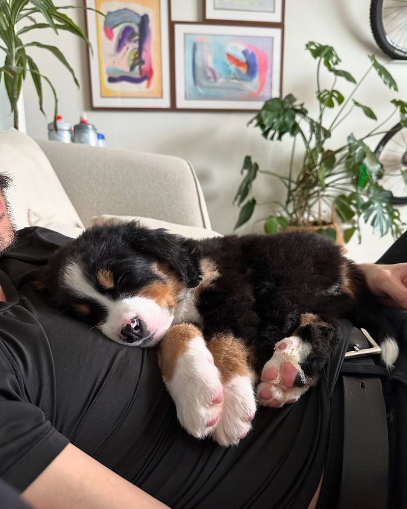 Bernese Mountain Dog