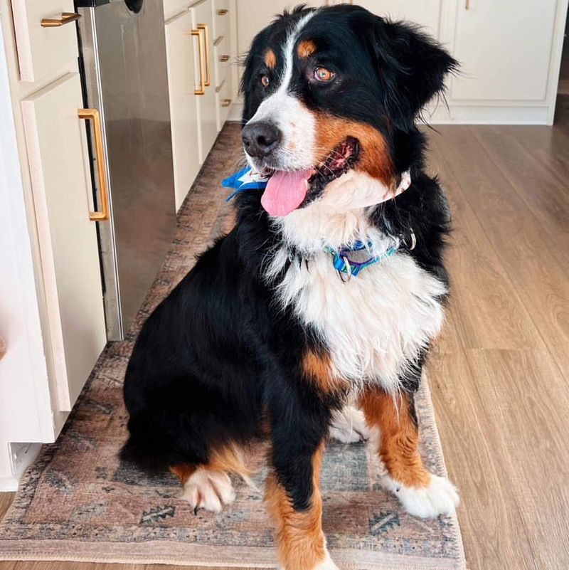 Bernese Mountain Dog