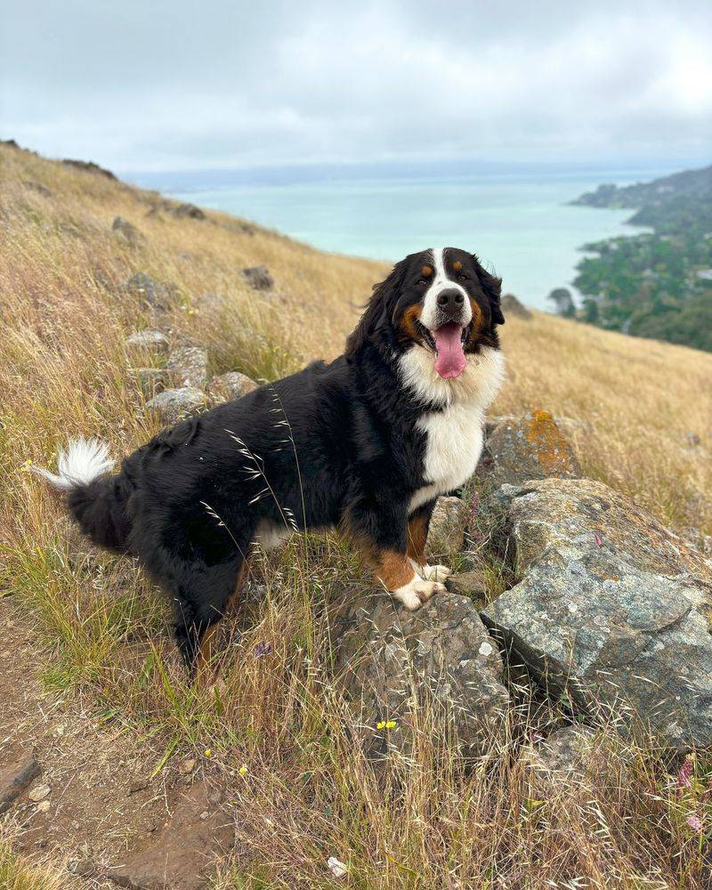 Bernese Mountain Dog