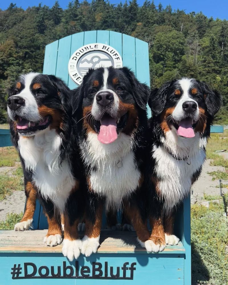 Bernese Mountain Dog