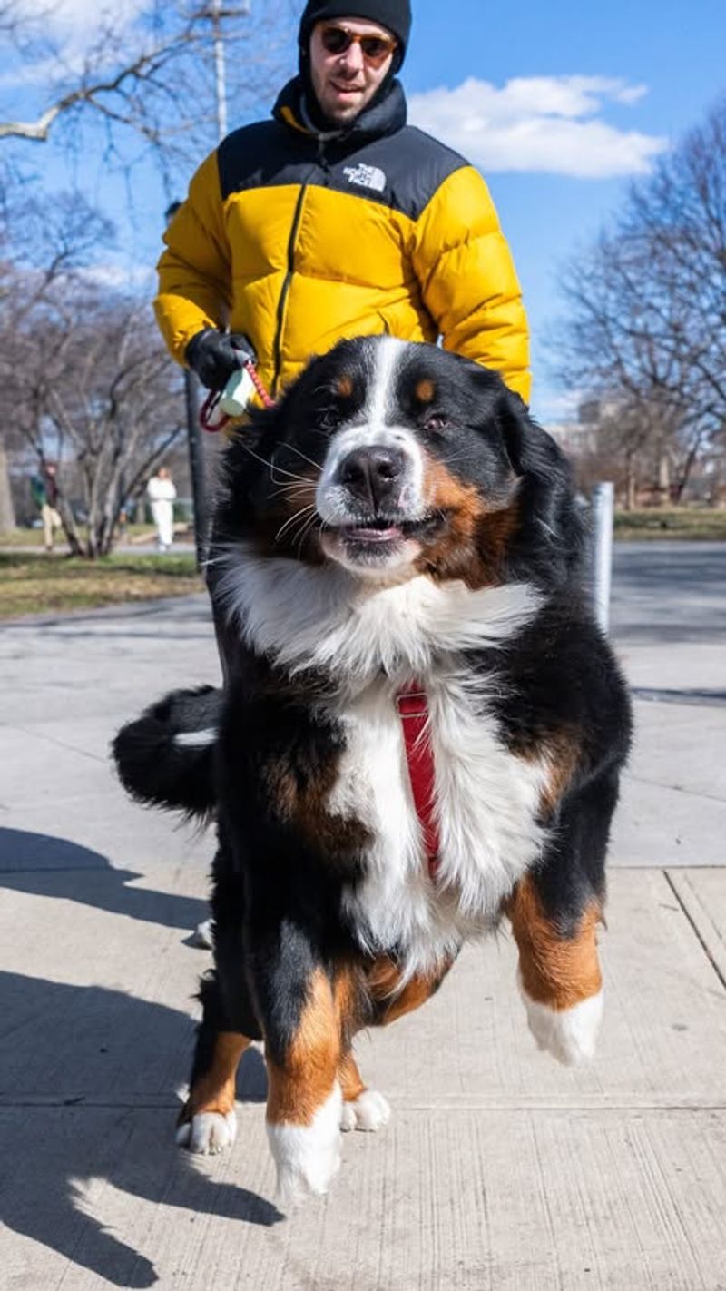 Bernese Mountain Dog