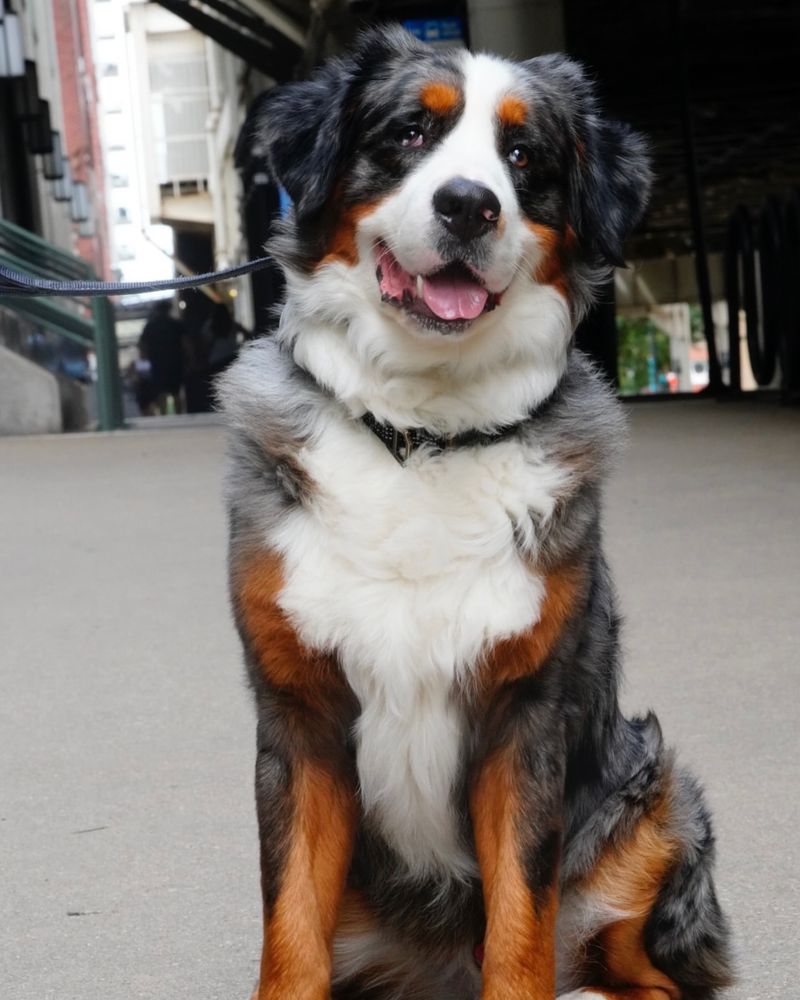 Bernese Mountain Dog