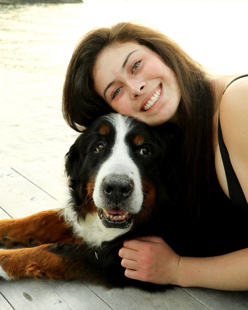 Bernese Mountain Dog