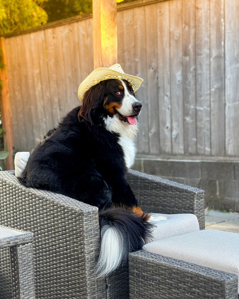 Bernese Mountain Dog