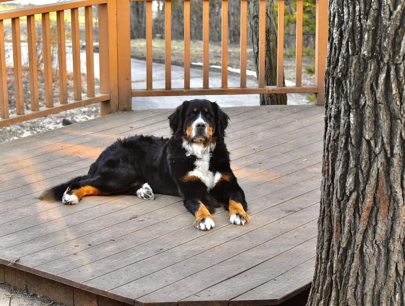 Bernese Mountain Dog