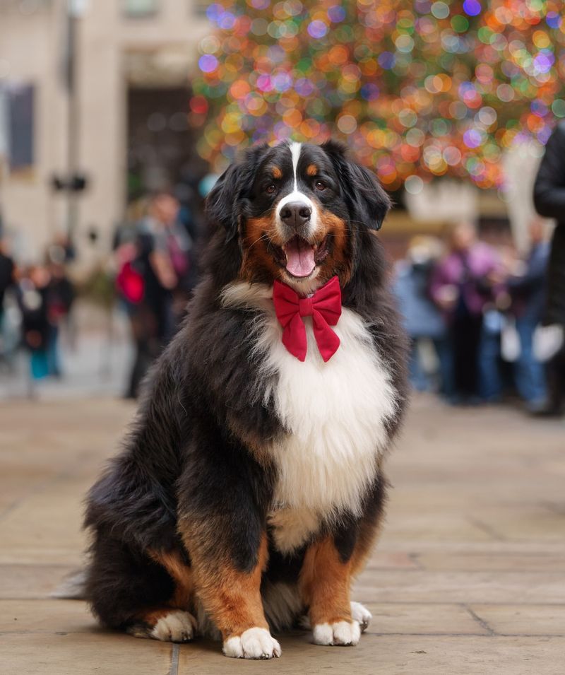 Bernese Mountain Dog