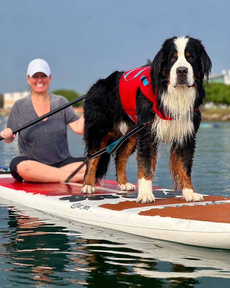 Bernese Mountain Dog