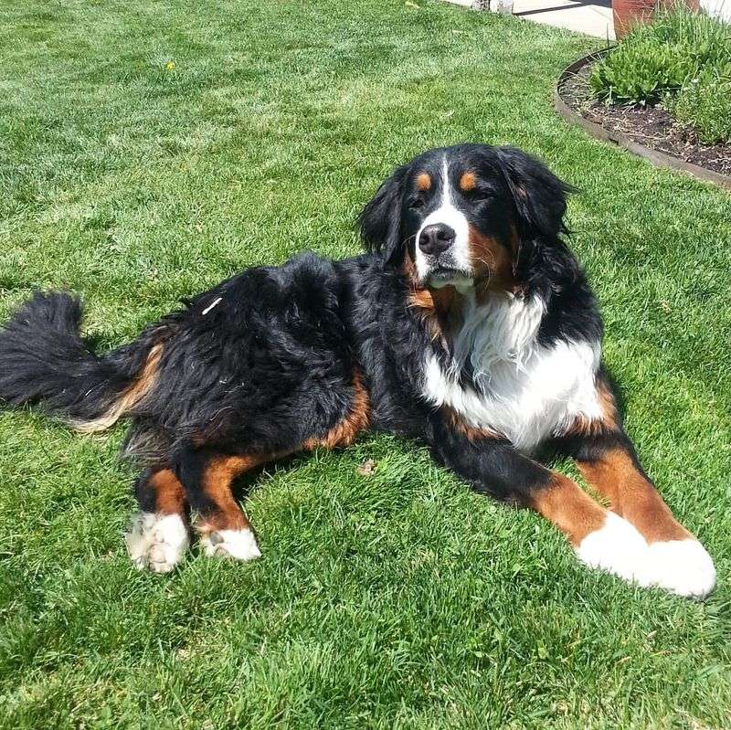 Bernese Mountain Dog