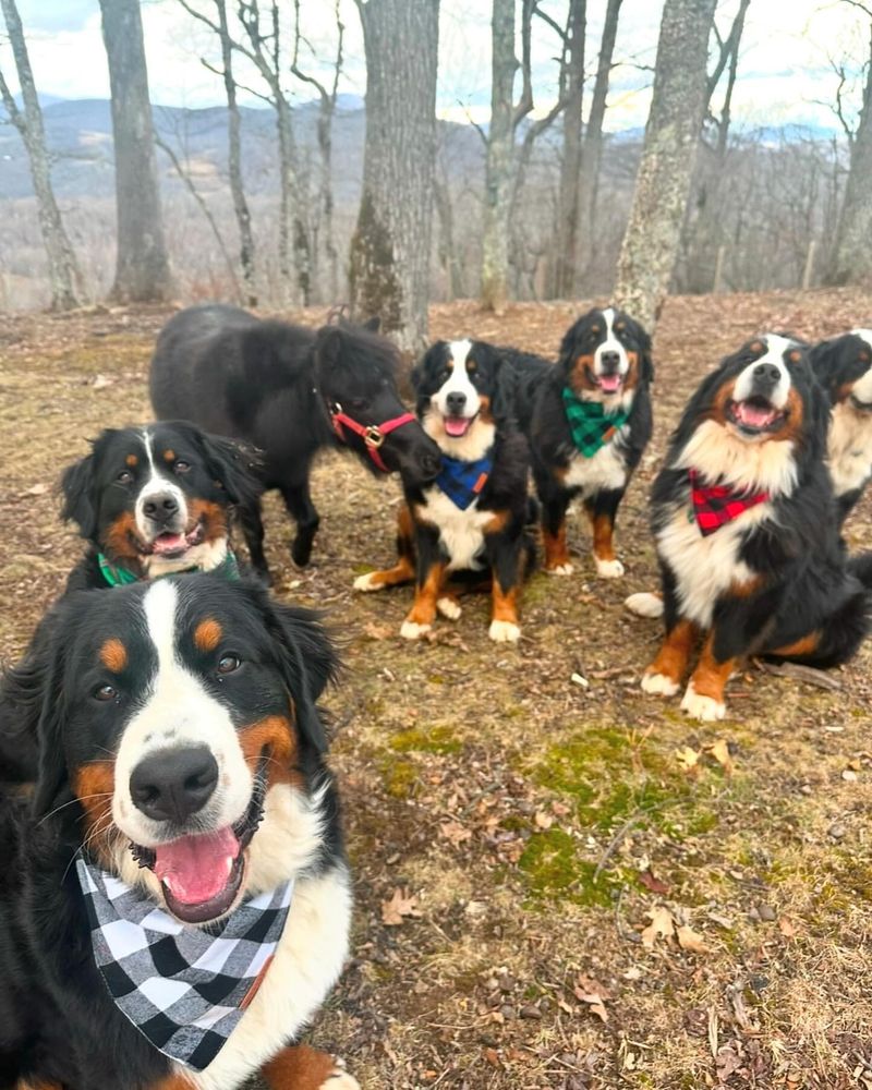Bernese Mountain Dog