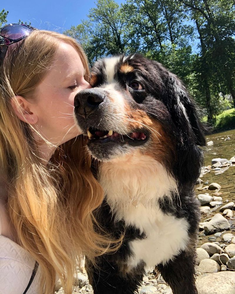 Bernese Mountain Dog