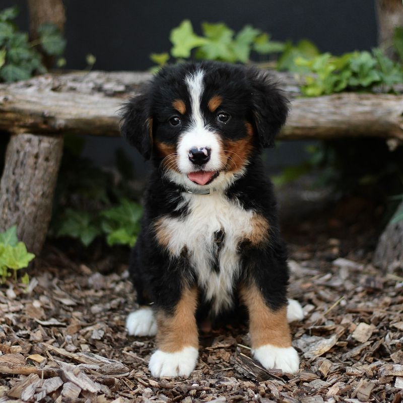 Bernese Mountain Dog