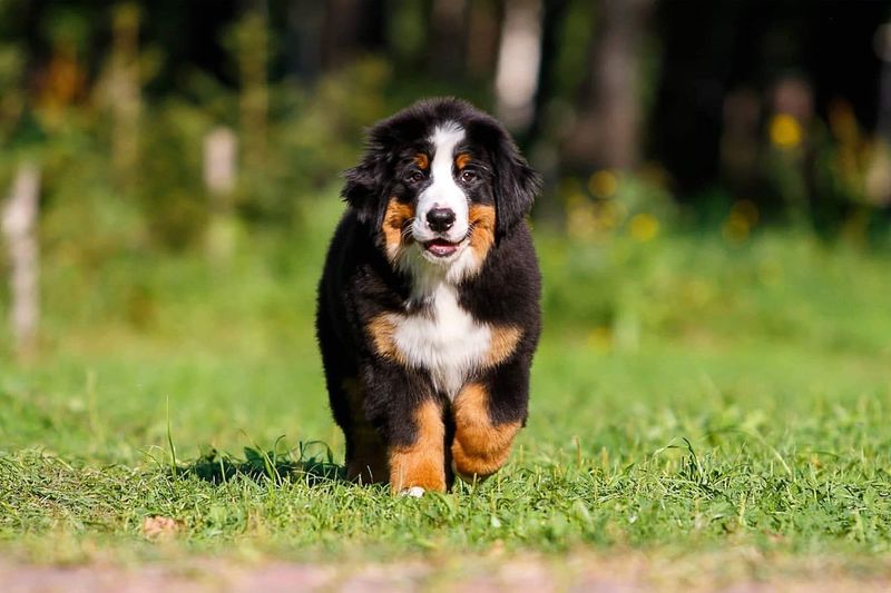 Bernese Mountain Dog