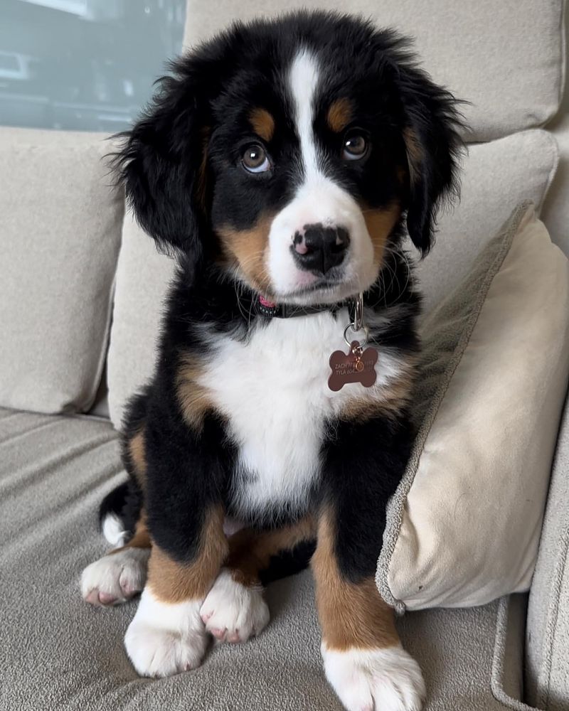 Bernese Mountain Dog