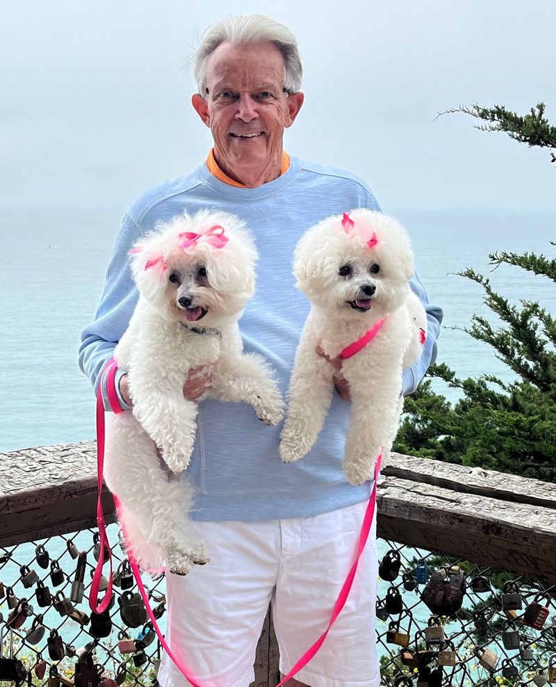 Bichon Frise