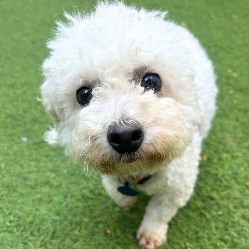 Bichon Frise