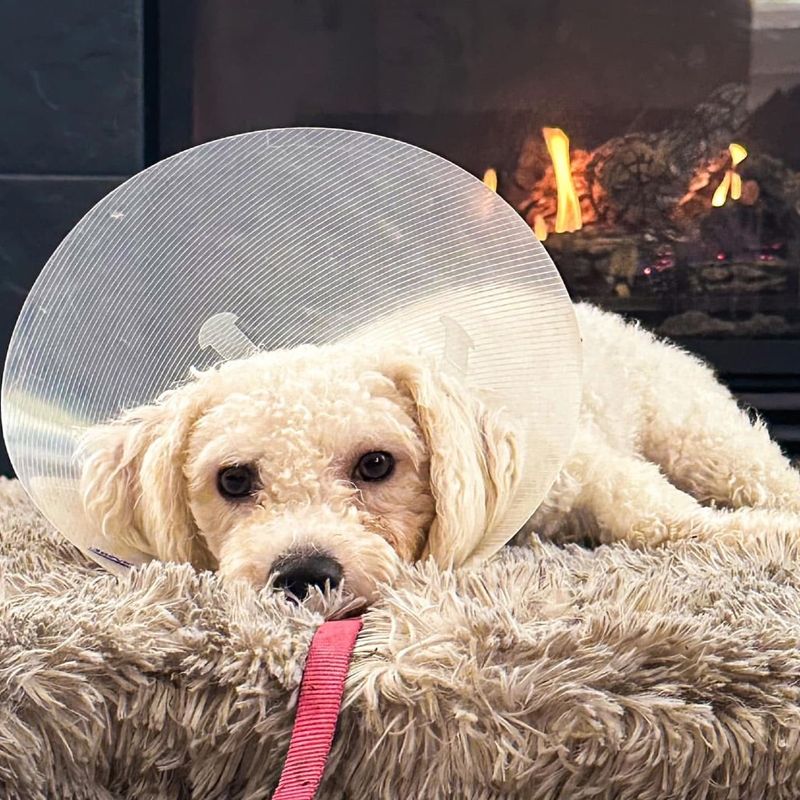 Bichon Frise