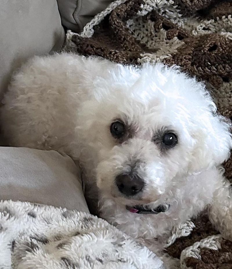 Bichon Frise