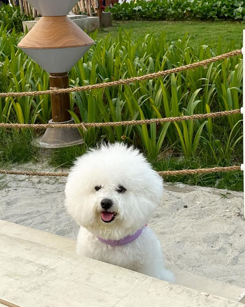 Bichon Frise