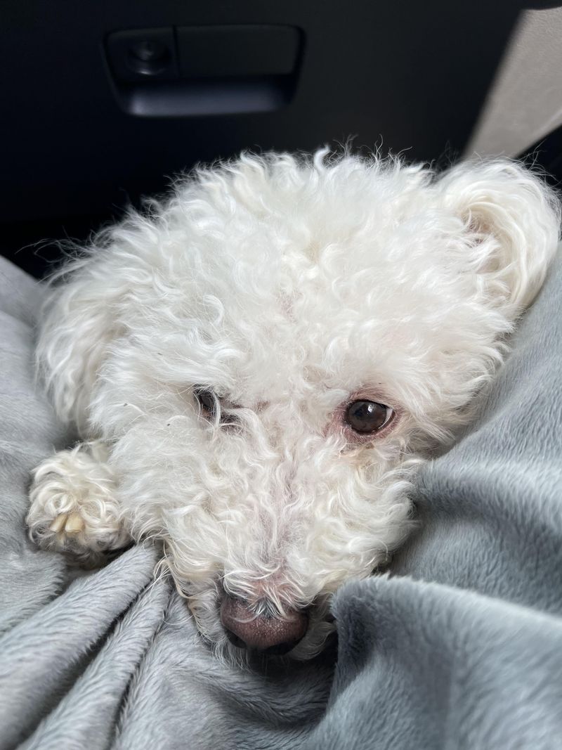 Bichon Frise