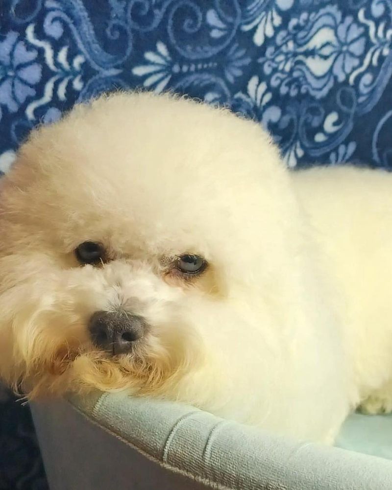 Bichon Frise