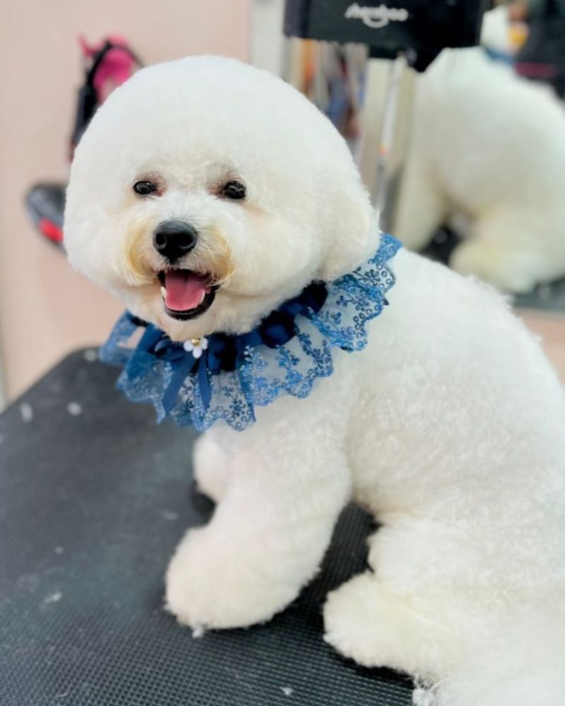 Bichon Frise