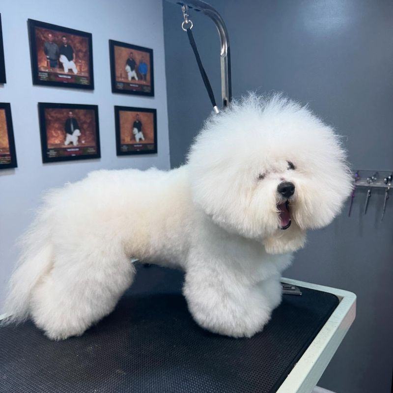Bichon Frise