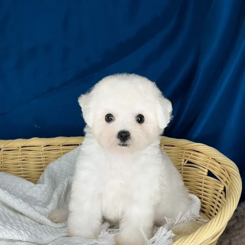 Bichon Frise