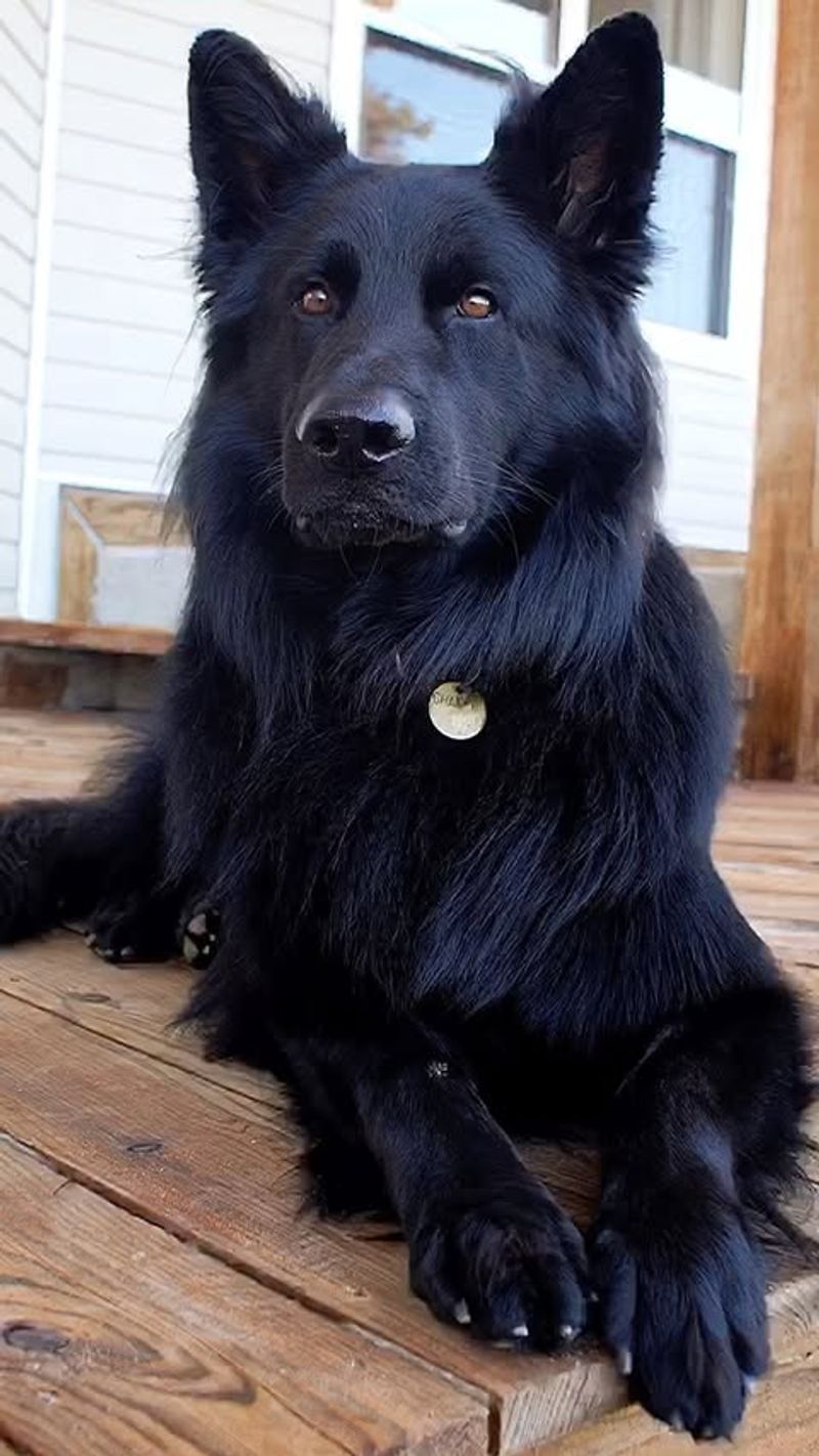 Black German Shepherd