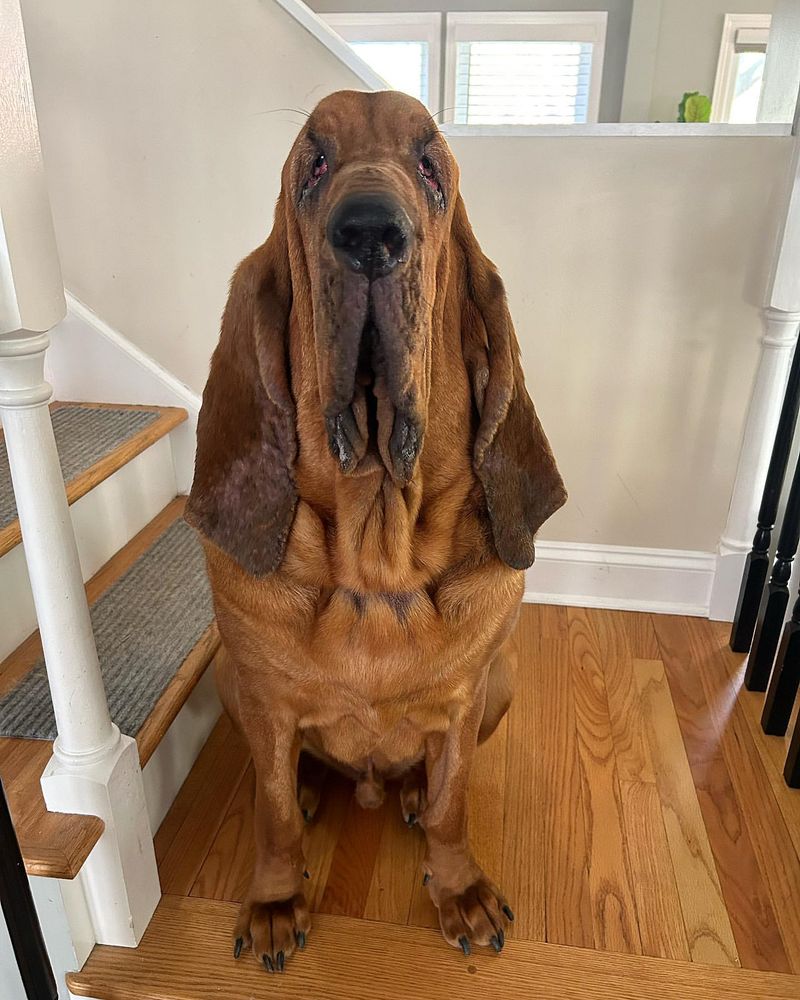 Bloodhound