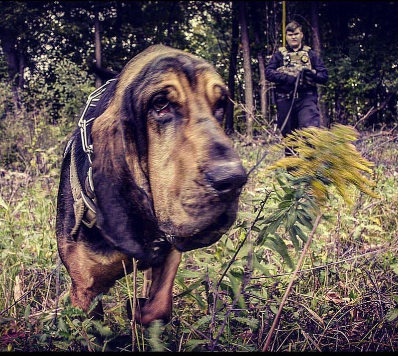 Bloodhound