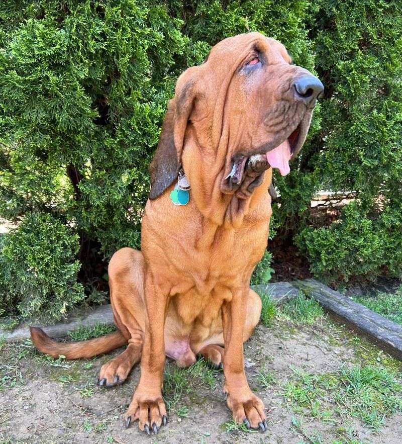 Bloodhound