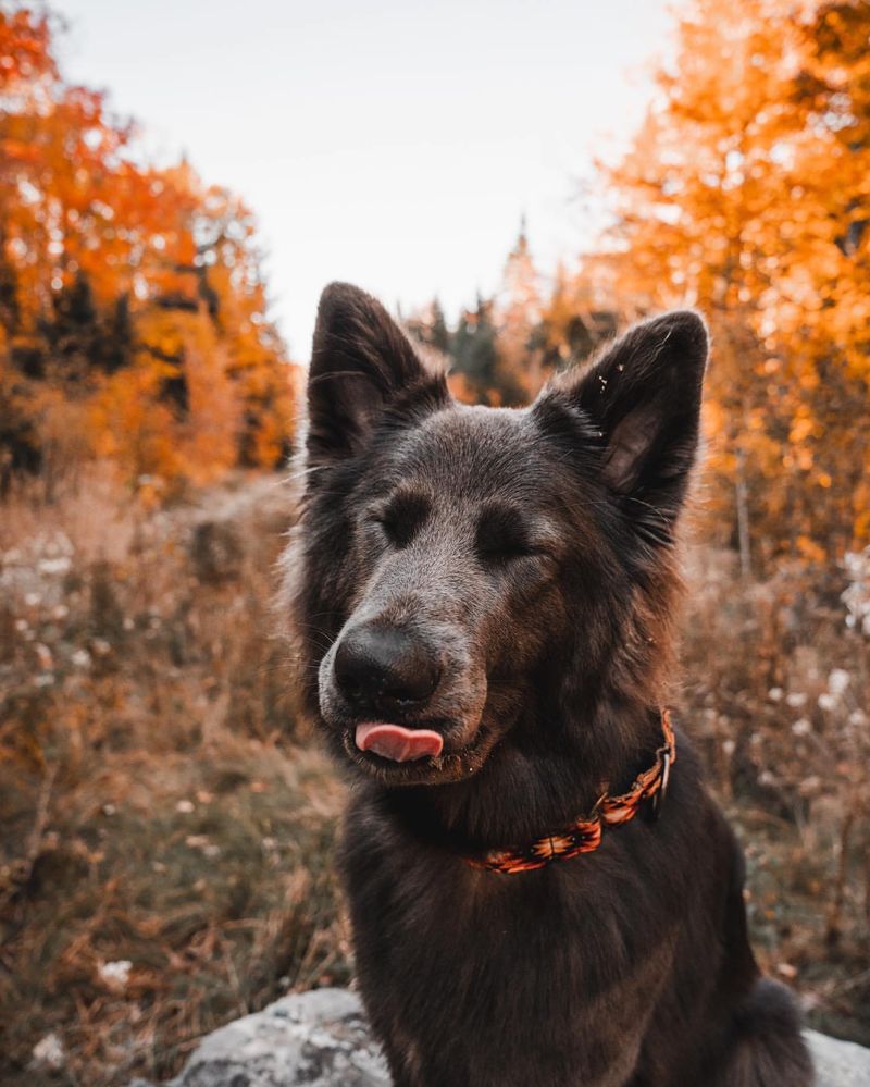 Blue German Shepherd