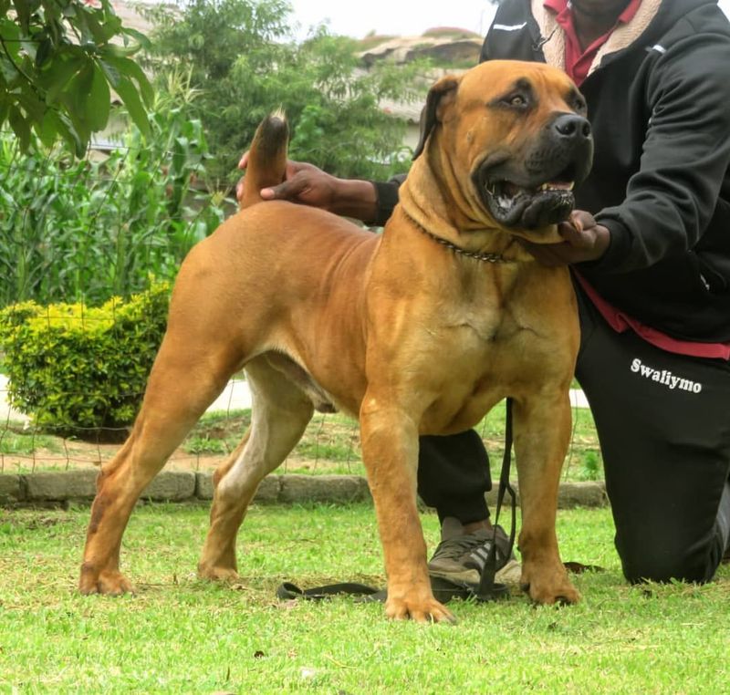 Boerboel