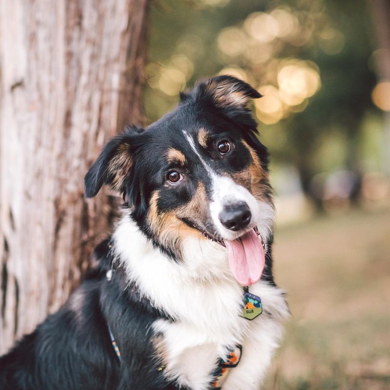 Border Collie