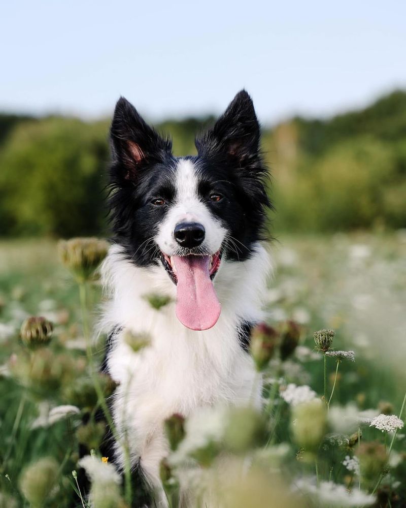 Border Collie