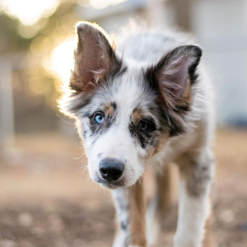 Border Collie