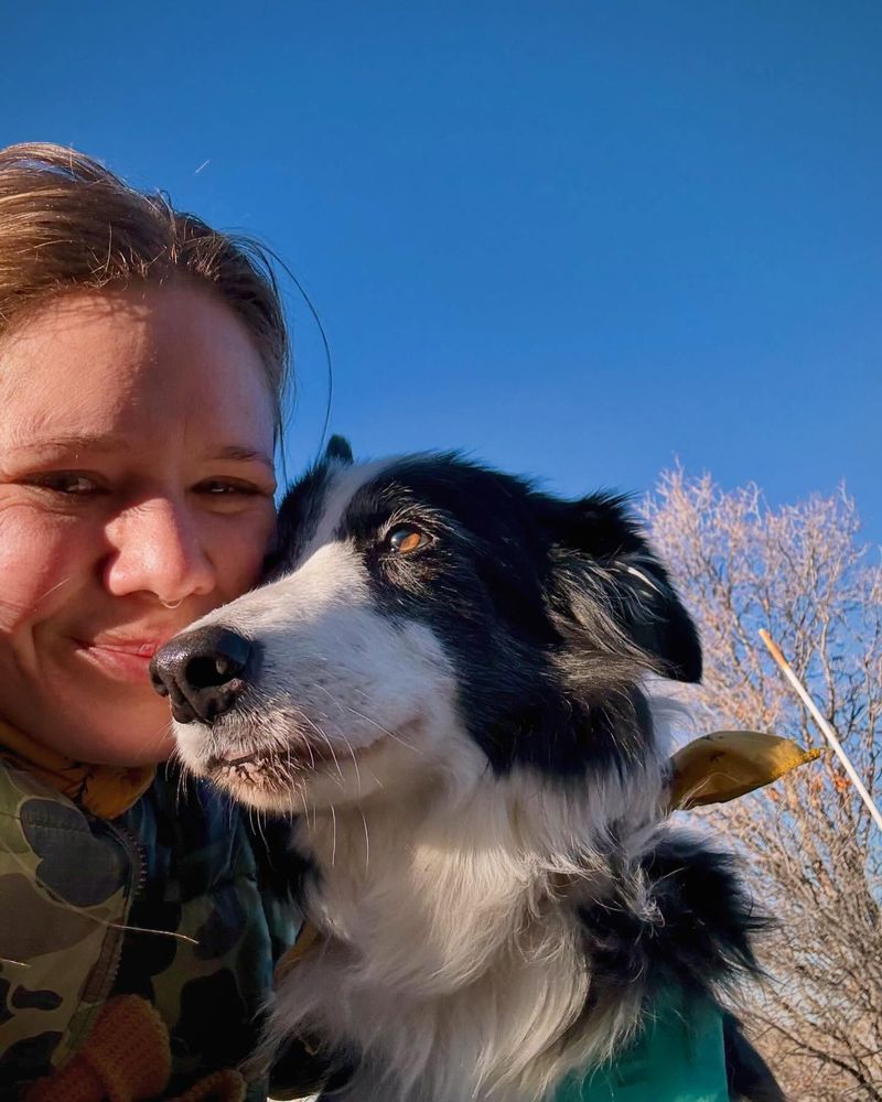 Border Collie