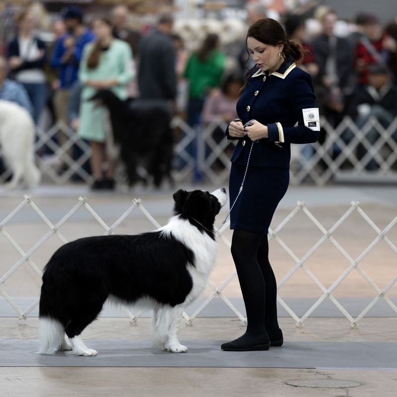 Border Collie