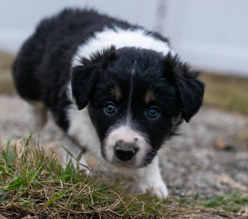 Border Collie