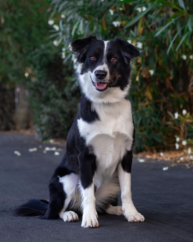 Border Collie