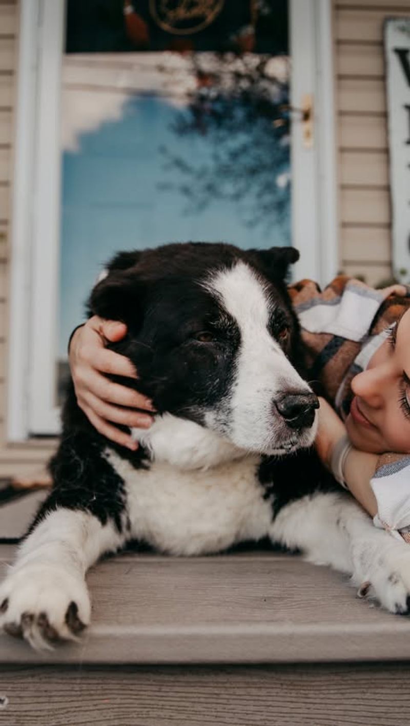 Border Collie