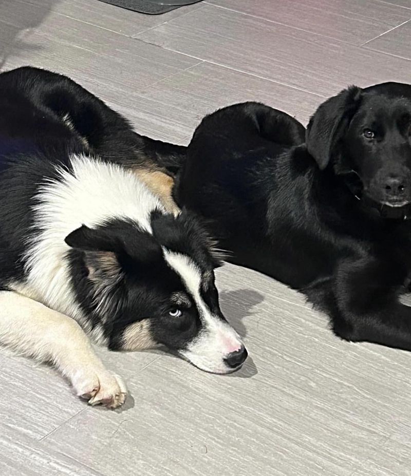 Border Collie