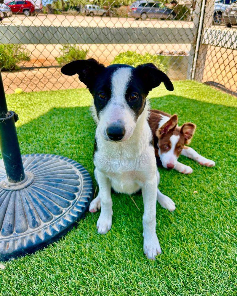 Border Collie